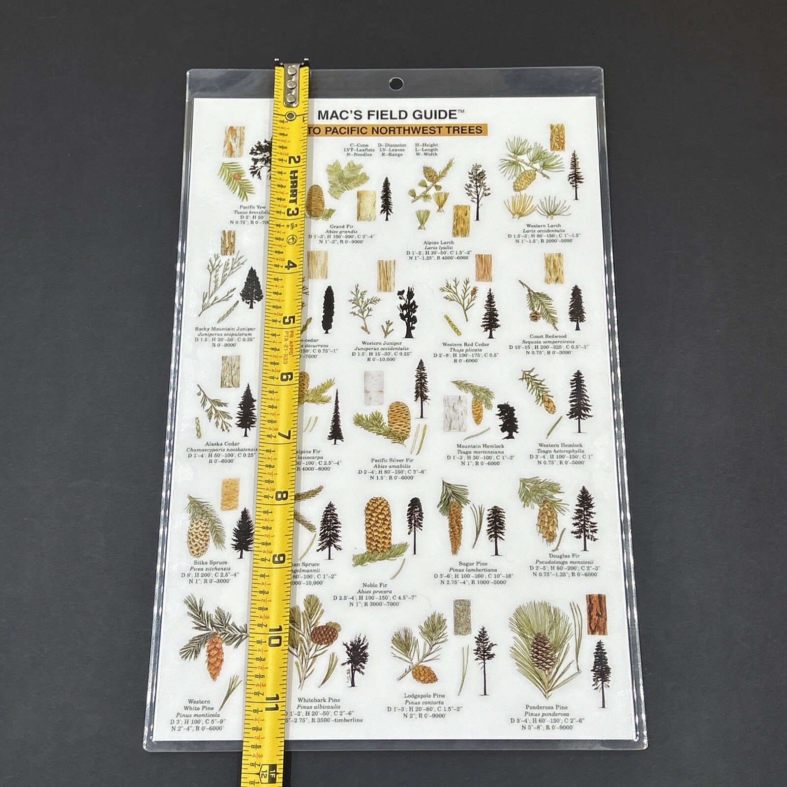 Vintage 1994 Macs Field Guide To Pacific Northwest Trees Laminated 10X7.5 in
